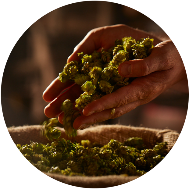 Eine Hand hält frische Hopfenblüten, während sie über einen Jutesack gestreut werden. Die Szene zeigt eine warme, gedämpfte Beleuchtung, die die Textur der Hopfenblüten betont.